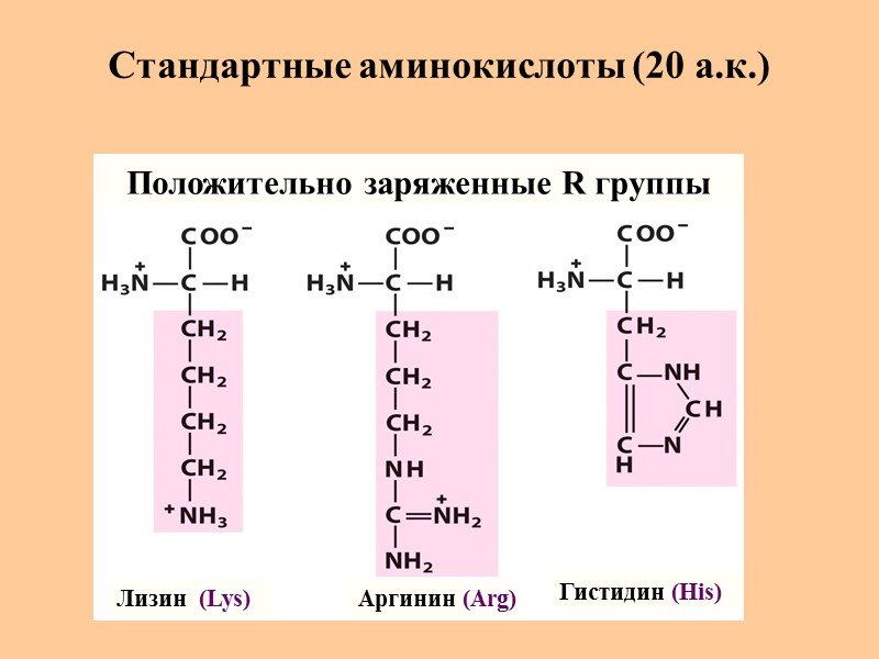 Стандартные аминокислоты (20 а.к.) Лизин  (Lys) Аргинин (Arg) Гистидин (His) Положительно заряженные R
